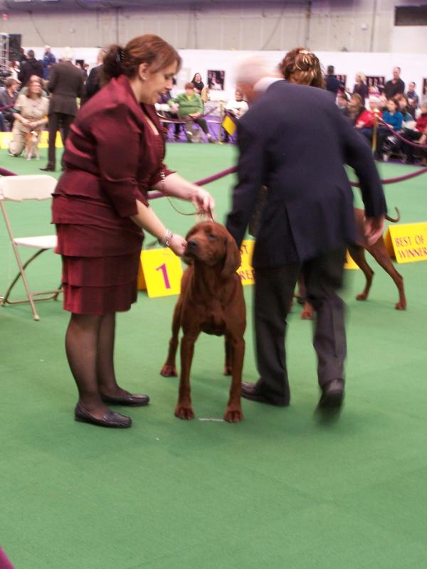 Rimfires bubba darnobid | Redbone Coonhound 