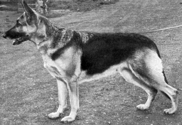 Wilma vom Richterbach | German Shepherd Dog 