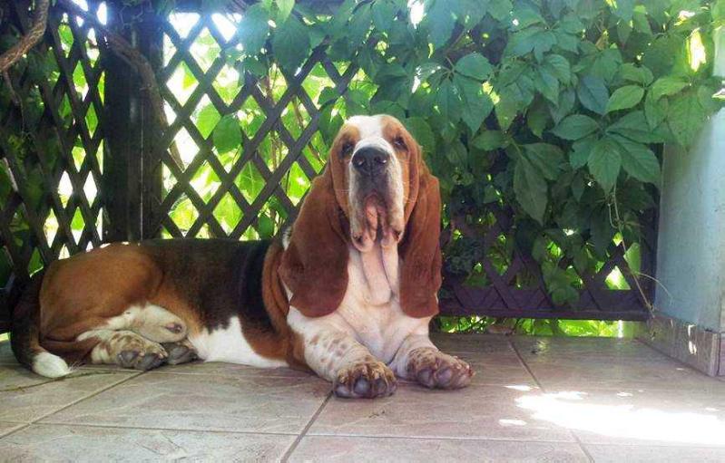 Pole Position The Voice of Forest | Basset Hound 