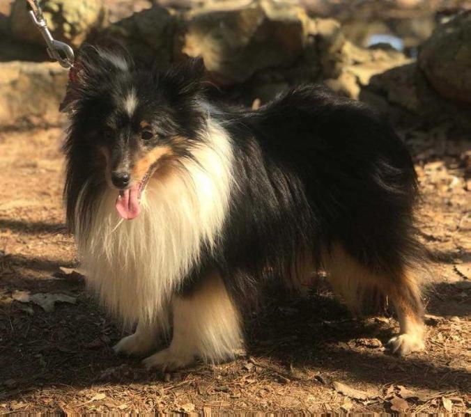 God O Love Cappiccino | Shetland Sheepdog 