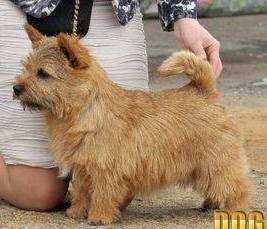 Belleville Ready Made | Norwich Terrier 