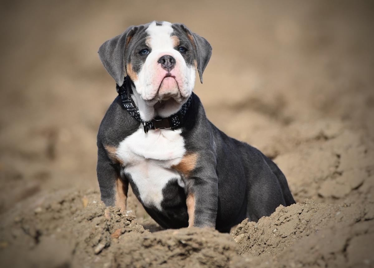 House of Warrior Avatar | Olde English Bulldogge 