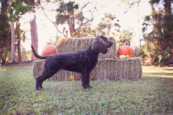 Kei-Rin's Bandida de Offshore | American Water Spaniel 