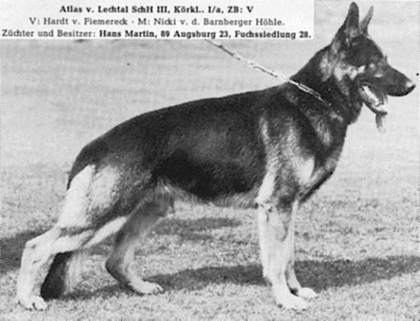 Atlas vom Lechtal | German Shepherd Dog 