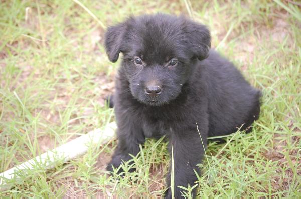 Egor Duke-Kia De Maitre De Noir | Bouvier des Flandres 