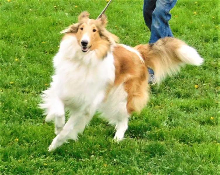 Newman's Big Skye Lass | Rough Collie 