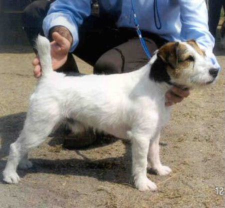 Tabarrino Josh | Jack Russell Terrier 