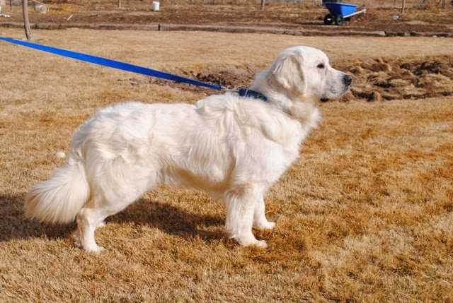 Sir Wall-E Of Canterbury | Golden Retriever 