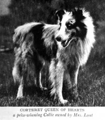 Corteret Queen of Hearts | Rough Collie 