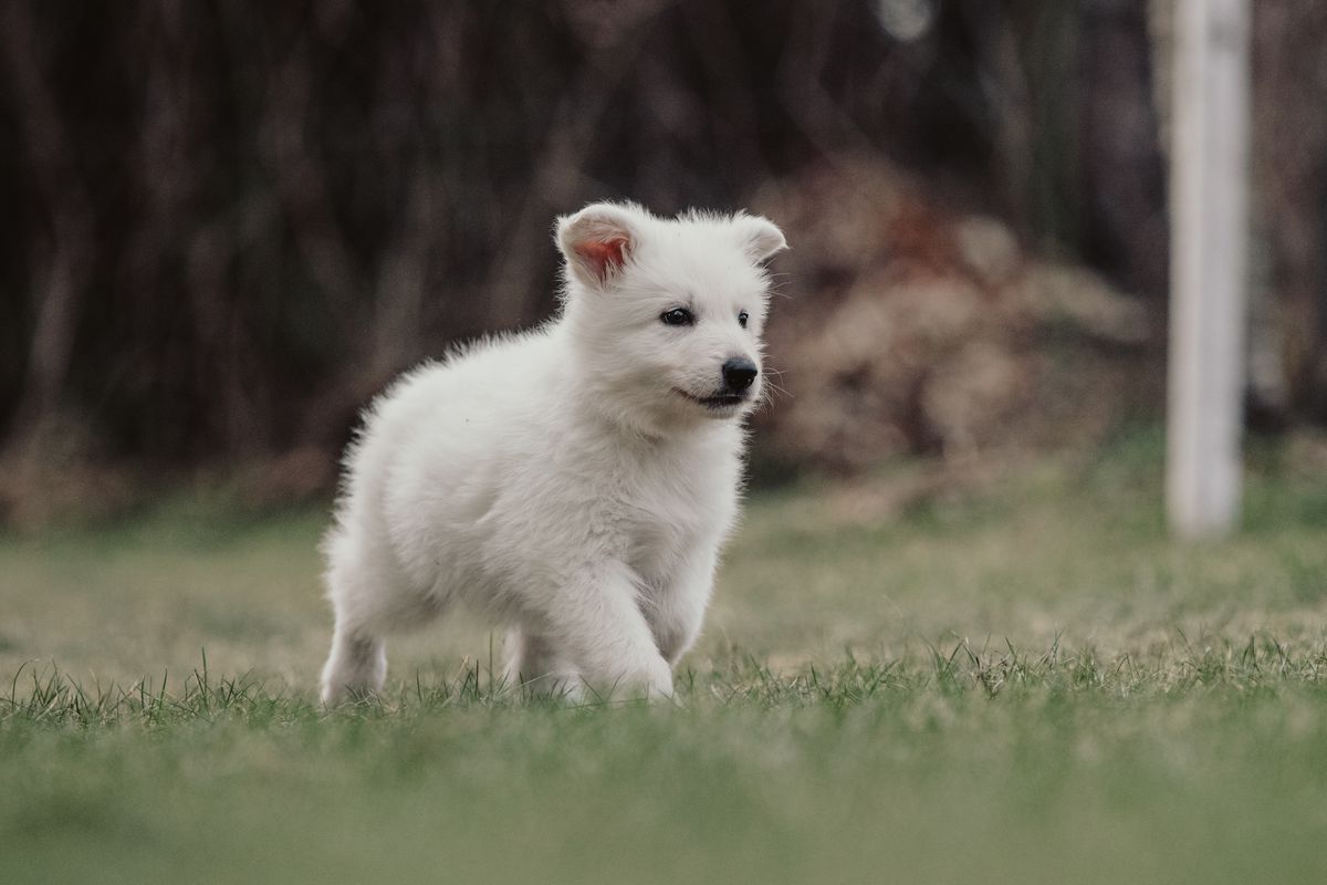 Bonehunters' Arlene | White Swiss Shepherd Dog 