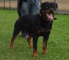 Ambrozy Fanelus | Rottweiler 