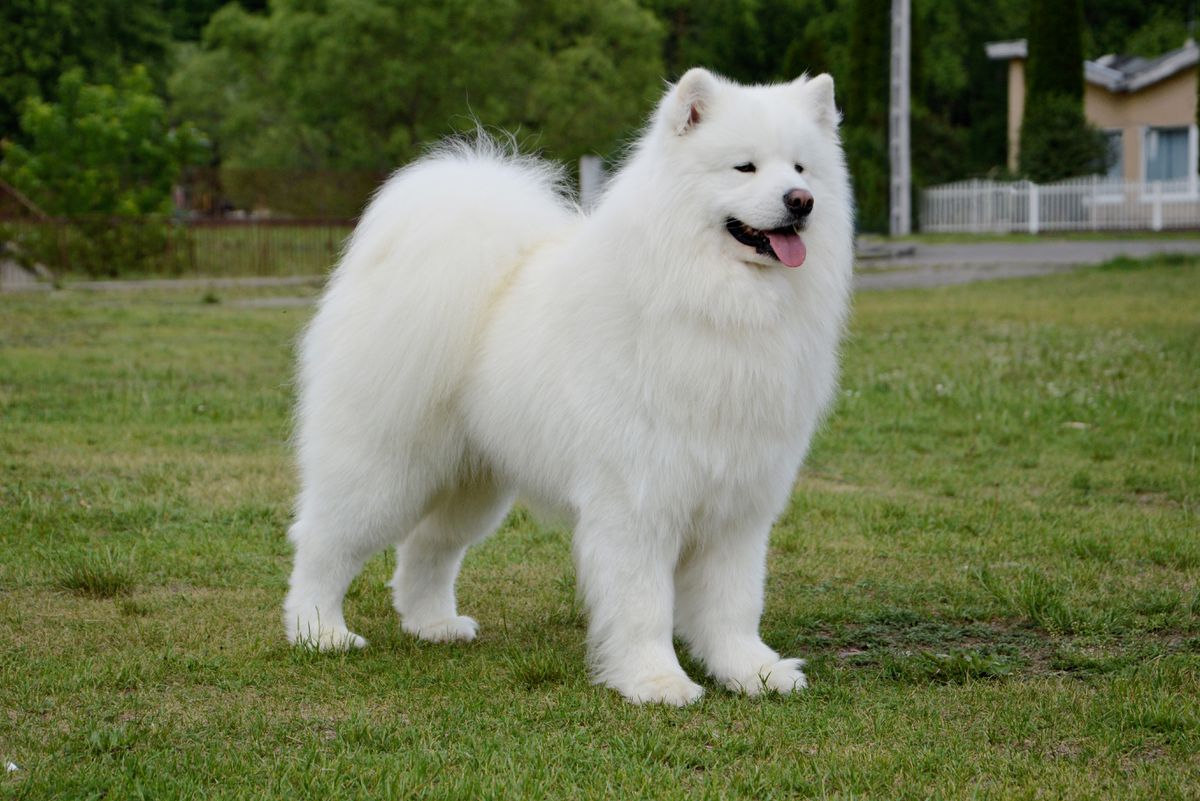 Timur Rodin Vidnavská záre | Samoyed 