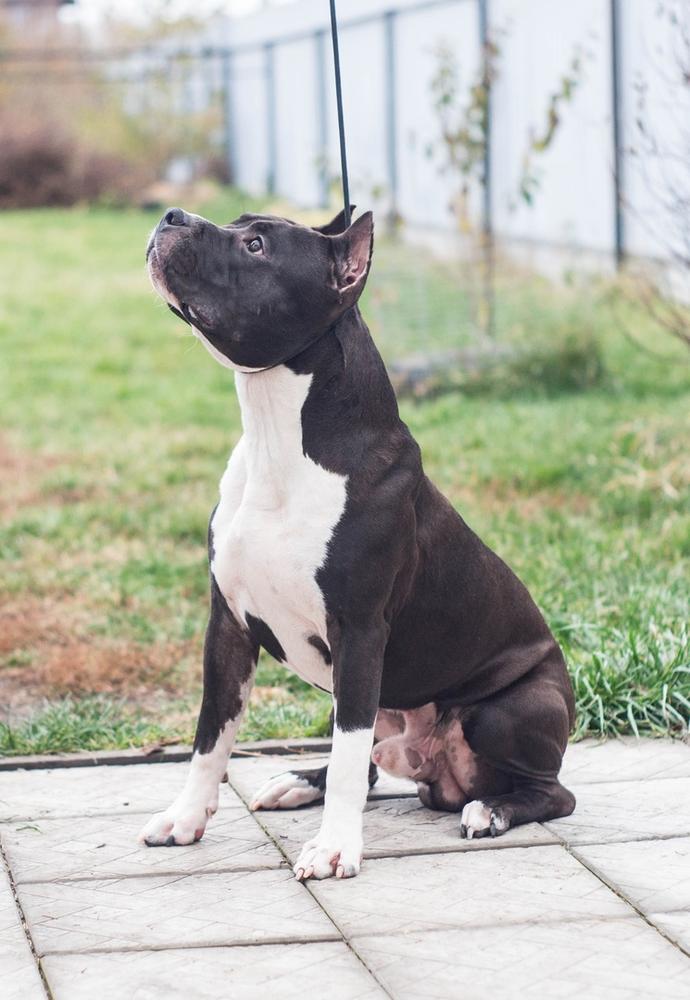 Staff Mystery Dior for Nou Daut Best | American Staffordshire Terrier 