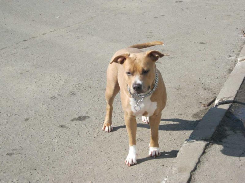 Rose Shanel Yang | American Staffordshire Terrier 