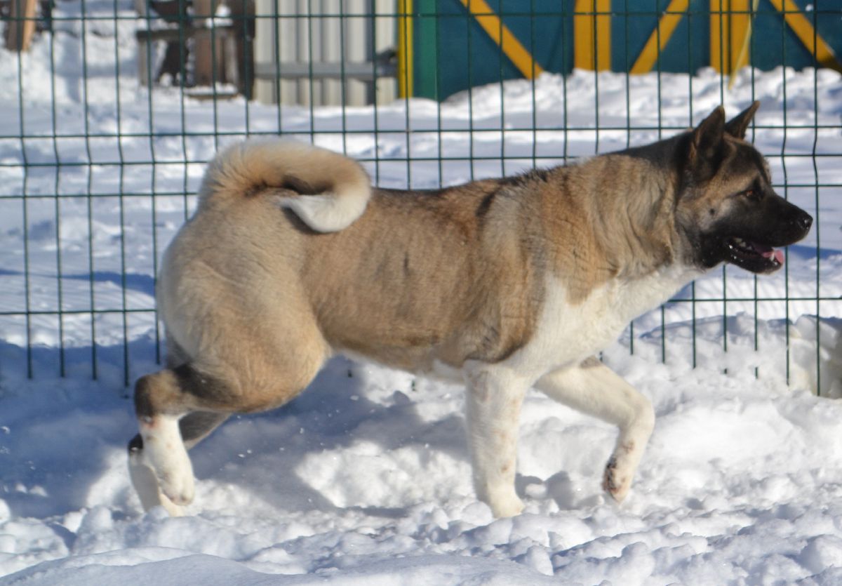 Aiken Sagarime Lovestory | Akita 