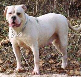 Brave Heart's Bella Luna PH-0.42/0.42 | Olde English Bulldogge 