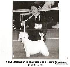 Aria Avrory iz pastushei Sumki | West Highland White Terrier 