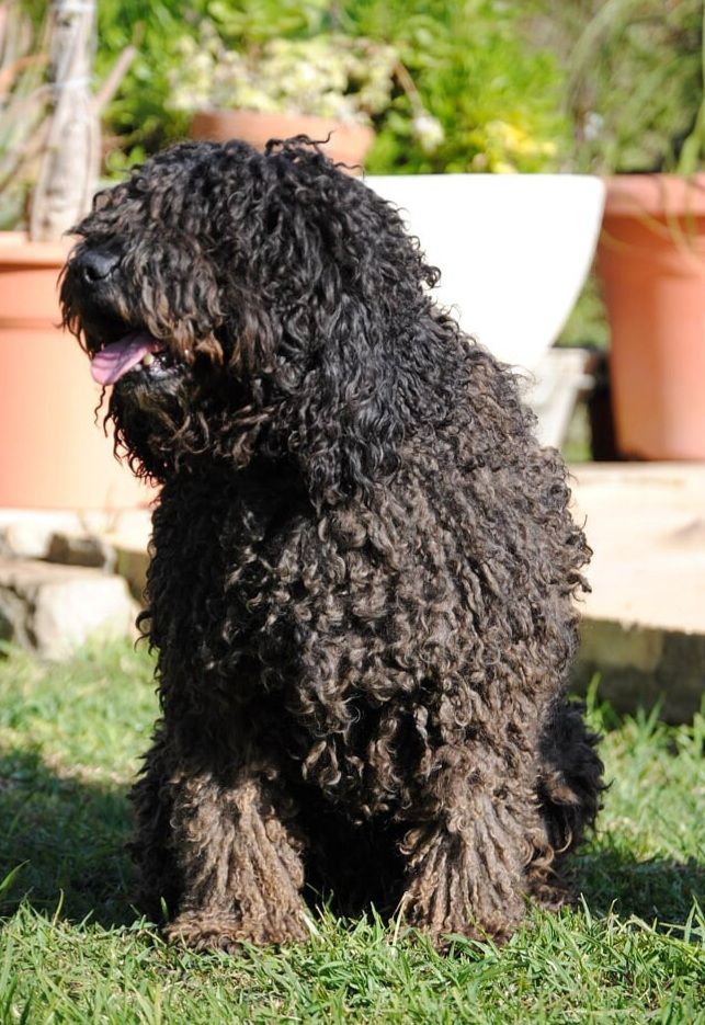 JIMY DEL MAR DE ALBORAN | Spanish Water Dog 