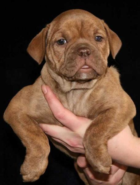 Catobulls Masya | Olde English Bulldogge 