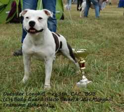 OUTSIDER LONGHILL | Staffordshire Bull Terrier 