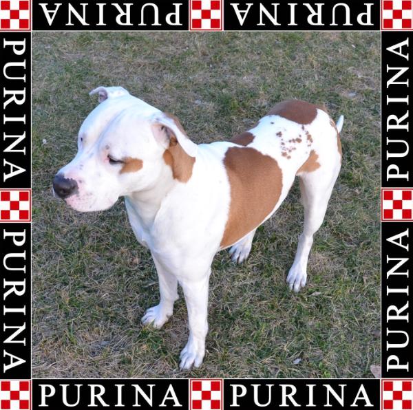 Mad max (Ringo) long step | American Staffordshire Terrier 
