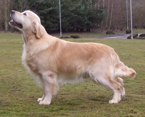 Atrey Evidog | Golden Retriever 