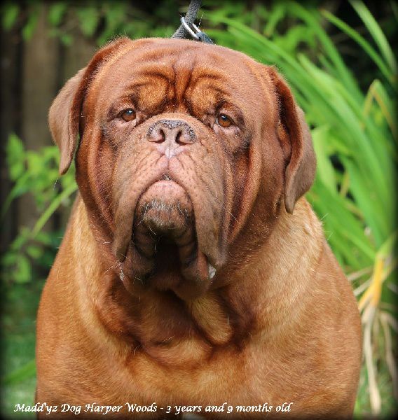 Maddýz Dog Harper Woods | Dogue de Bordeaux 