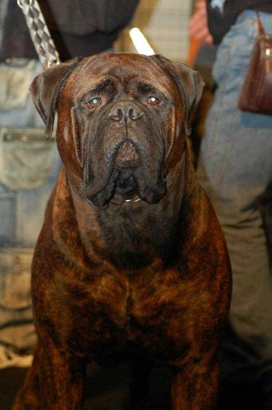 I Bravi Ragazzi Godzilla | Bullmastiff 