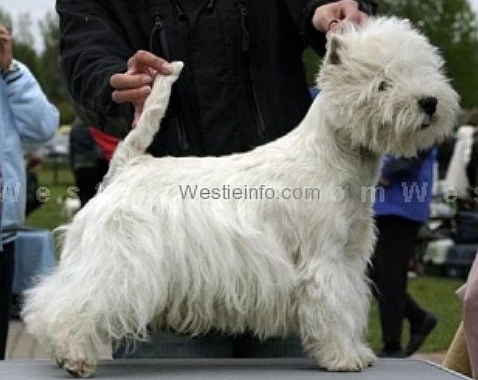Flash of the Blade Grandiflora | West Highland White Terrier 