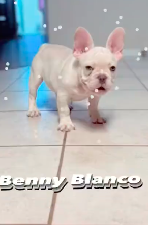 DFC Benny Blanco | French Bulldog 