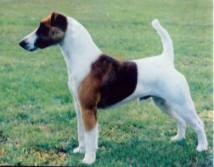 Yeronimo van Grauland | Smooth Fox Terrier 