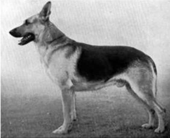 Neander von Bern | German Shepherd Dog 