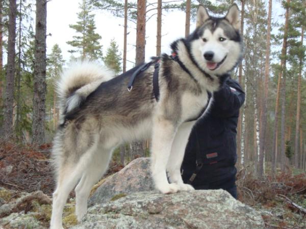 Snowcreek's Blizzard Grey Wolf | Alaskan Malamute 