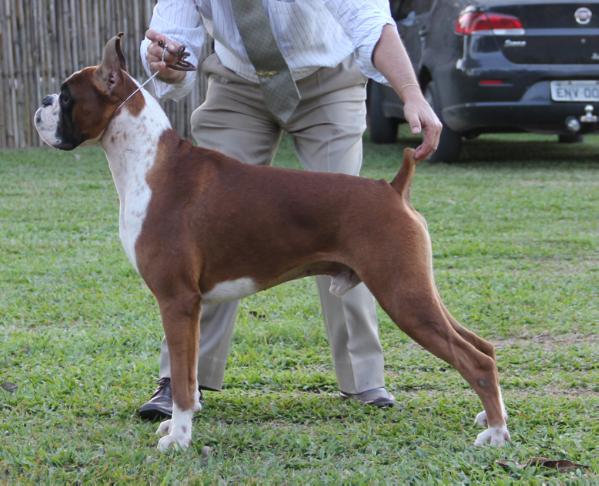 Amazon boxer e alazÃo texas | Boxer 