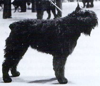 Bernice Cindy v. Dafzicht | Bouvier des Flandres 