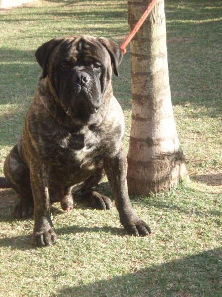 Bullvillage Calypso Boy | Bullmastiff 