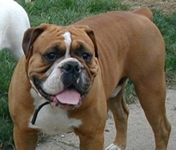 Big Sky's King Oliver McCollum | Olde English Bulldogge 