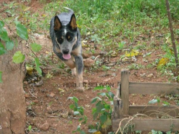 Victor do NVBK Heeler Selivon | Australian Cattle Dog 