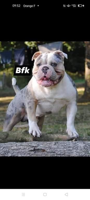 HOHENSTEIN'S MOLOTOV | Olde English Bulldogge 