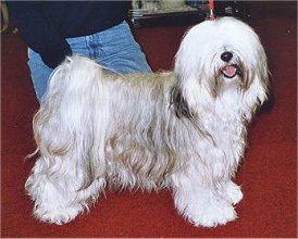 HINAYANA TASHI BODJUL | Tibetan Terrier 