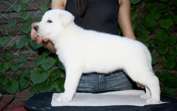 Fieliss Ivolga s Solnechnoy Doliny | White Swiss Shepherd Dog 