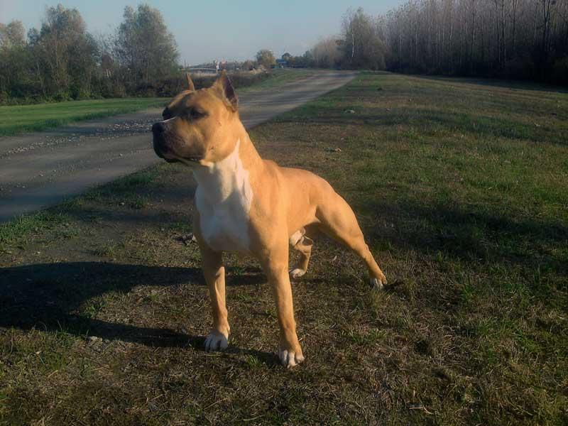 Icewood EZ Flying Dragon | American Staffordshire Terrier 