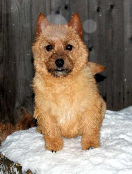 KRISTOL'S HOUSE HARIZMA | Norwich Terrier 