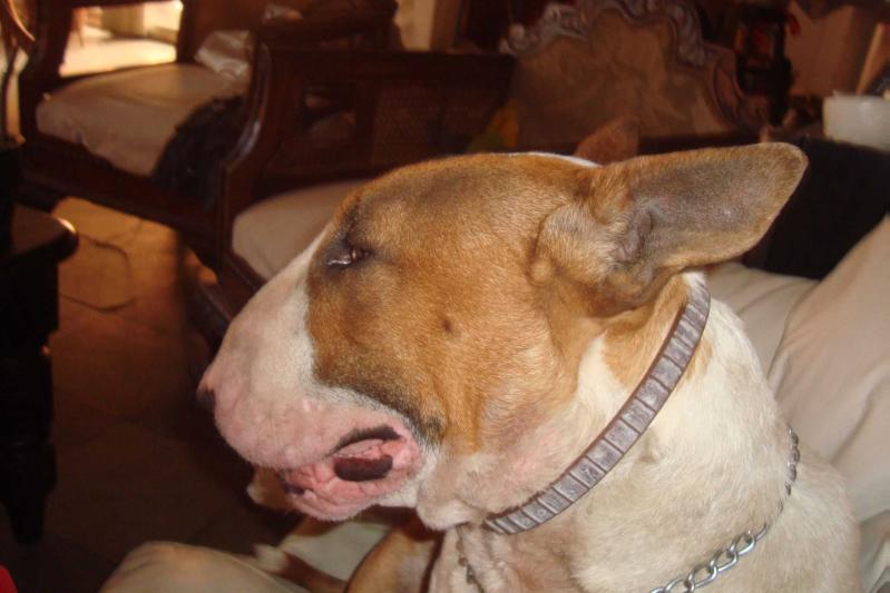 FELIPE EL GRANDE DE MENKANEY - ARGENTINA | Bull Terrier 