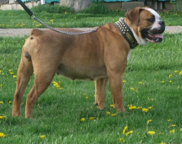 Cooper's Bertha | Olde English Bulldogge 