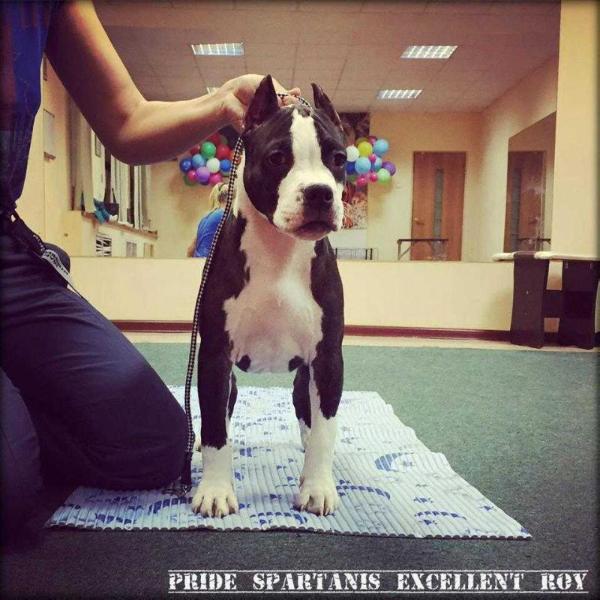 Pride Spartanis Excellent Roy | American Staffordshire Terrier 