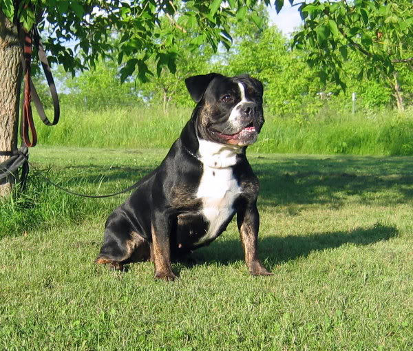 Gargoyle's  Effigy | Olde English Bulldogge 