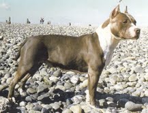 Pacific's Northern Exposure | American Staffordshire Terrier 