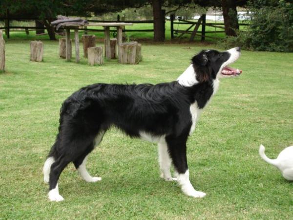 Sol del Najar Jet | Border Collie 