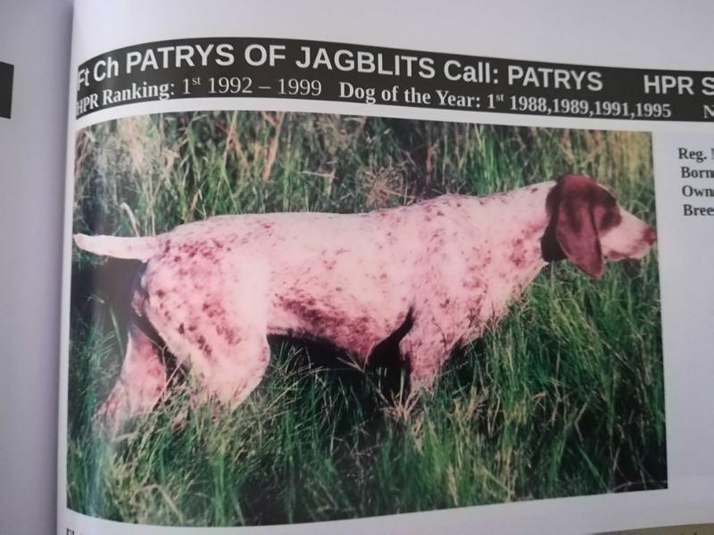 Pointabird Patrys of Jagblits | German Shorthaired Pointer 